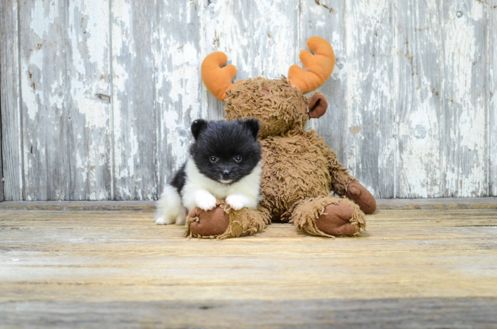 Petite Pomeranian Purebred Puppy