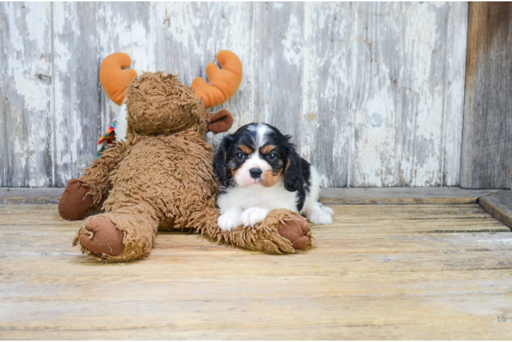 Cavalier King Charles Spaniel Puppy for Adoption