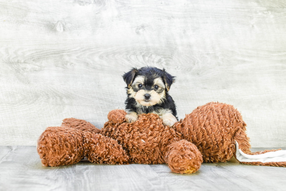 Morkie Pup Being Cute