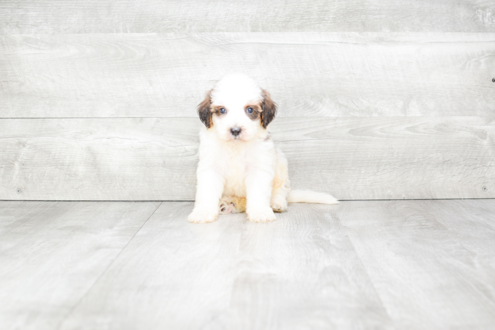 Petite Mini Bernedoodle Poodle Mix Pup