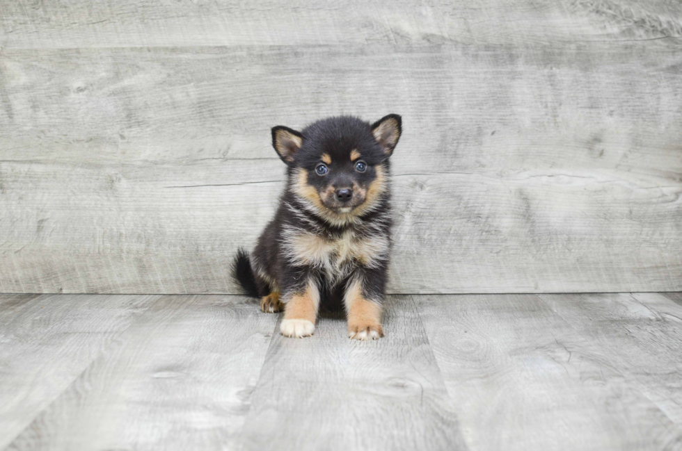 Best Pomsky Baby