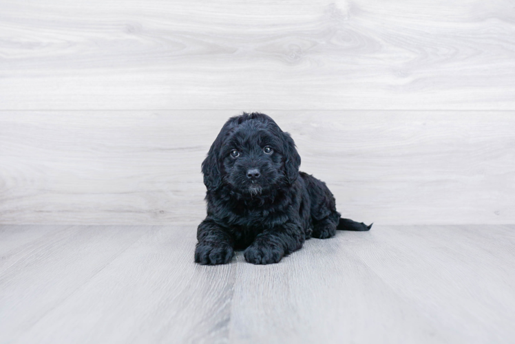 Best Mini Goldendoodle Baby