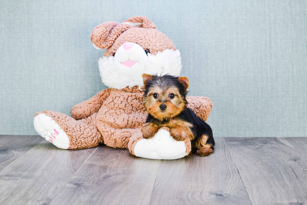 Meet Goldie - our Yorkshire Terrier Puppy Photo 