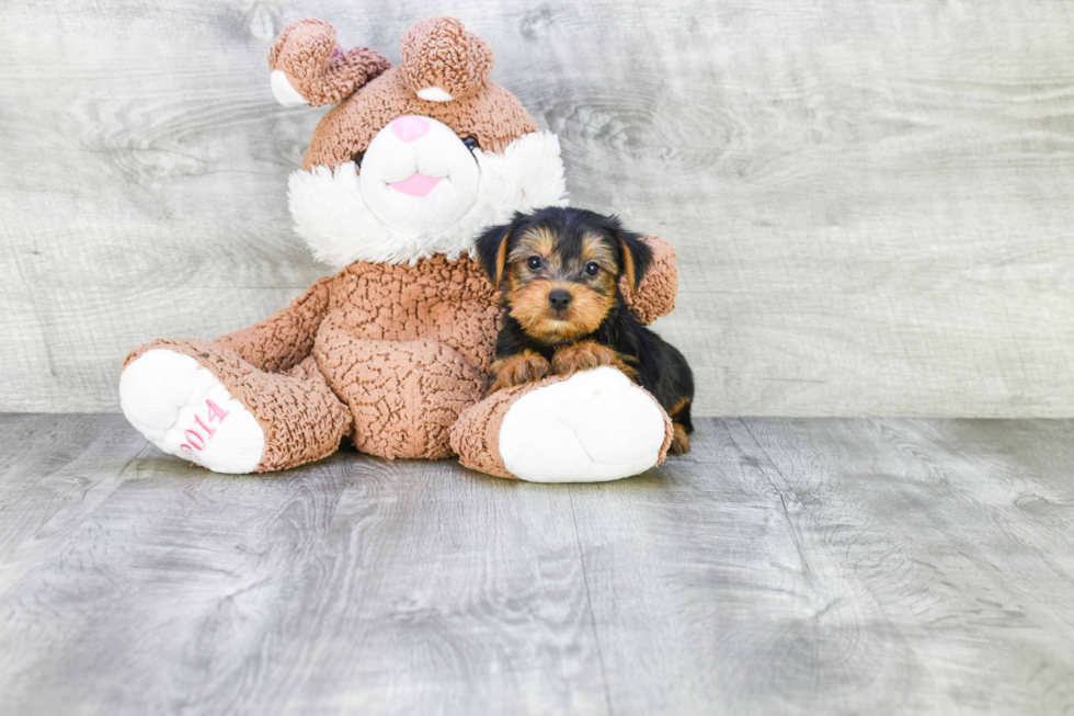 Meet Jeremy - our Yorkshire Terrier Puppy Photo 