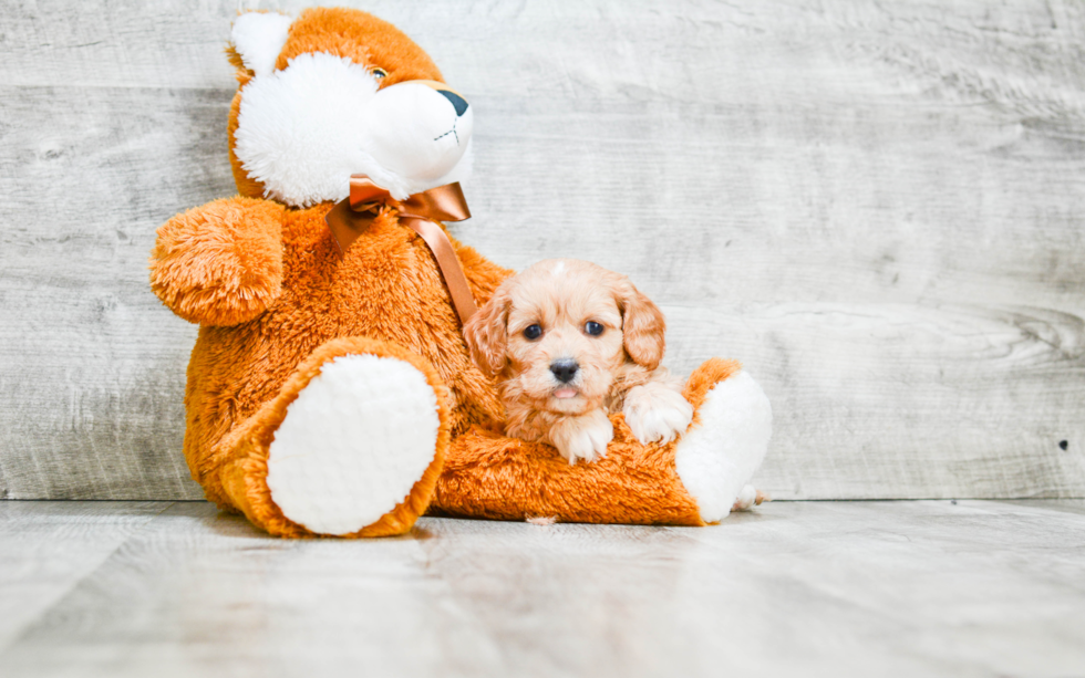 Smart Cavapoo Poodle Mix Pup