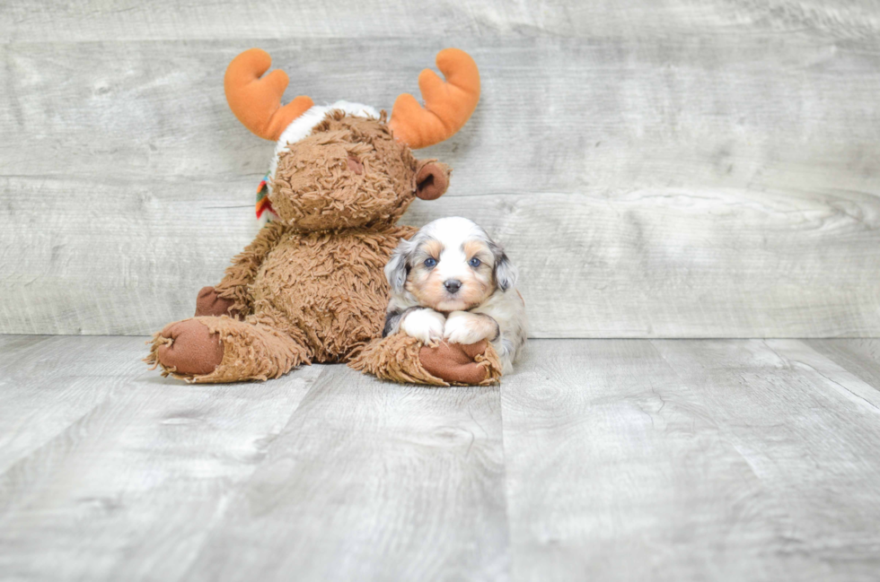 Friendly Mini Aussiedoodle Baby