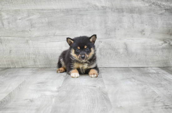 Pomsky Pup Being Cute