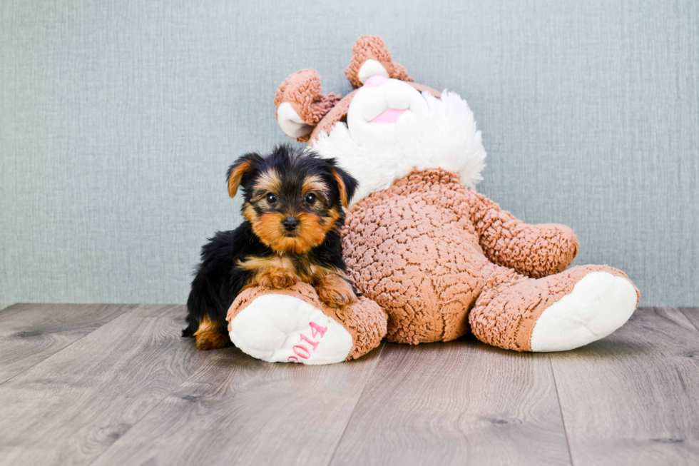 Meet Timmy - our Yorkshire Terrier Puppy Photo 