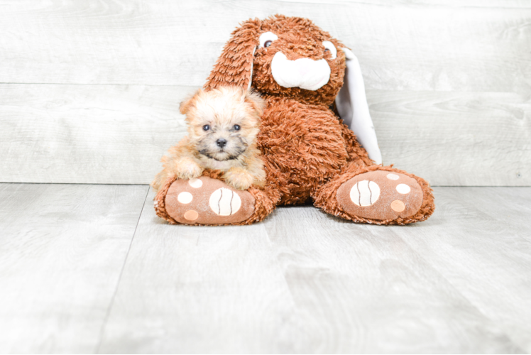 Morkie Pup Being Cute