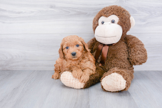 Best Mini Goldendoodle Baby