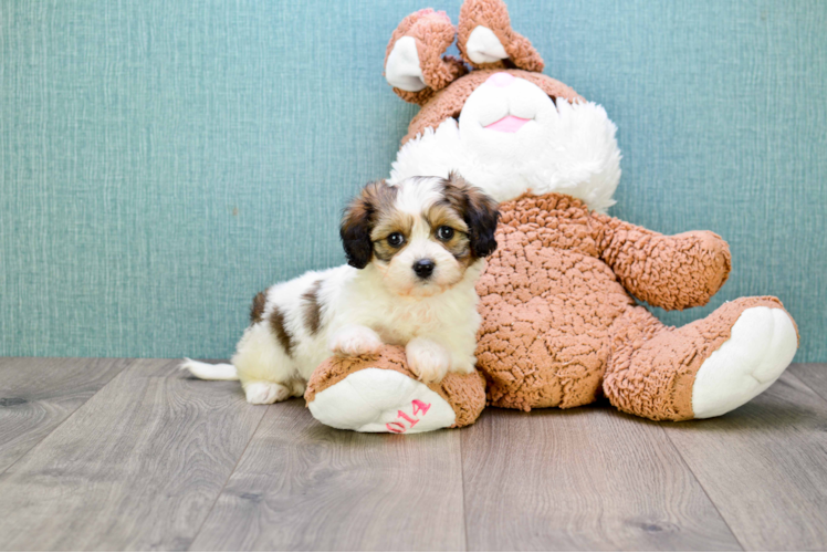 Friendly Cavachon Baby