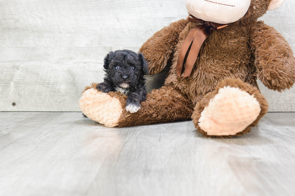 Little Poodle Purebred Pup