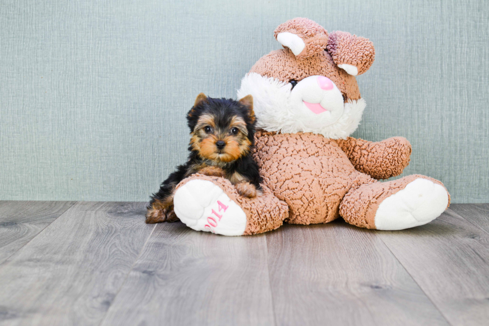 Meet Victoria - our Yorkshire Terrier Puppy Photo 