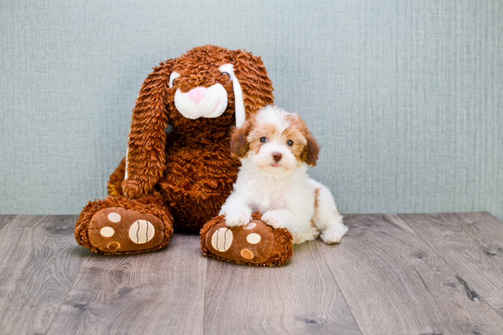 Fluffy Pudle Purebred Puppy