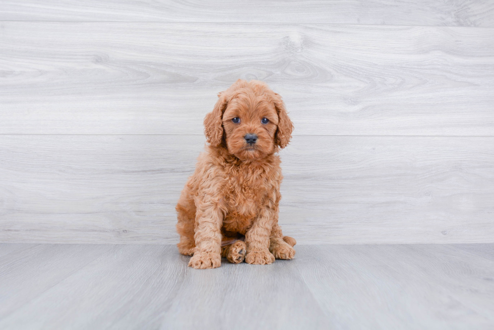 Cavapoo Puppy for Adoption