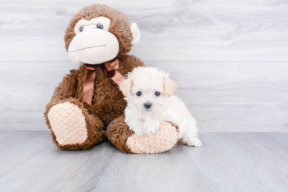 Best Maltipoo Baby