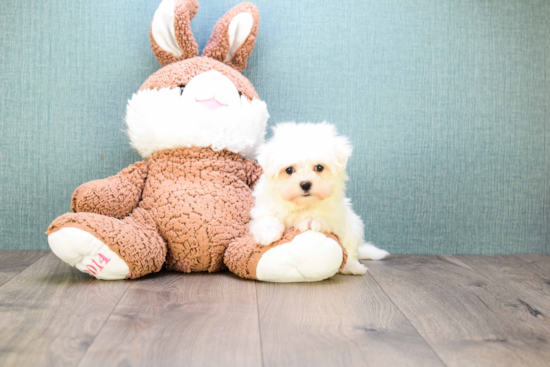 Maltese Pup Being Cute