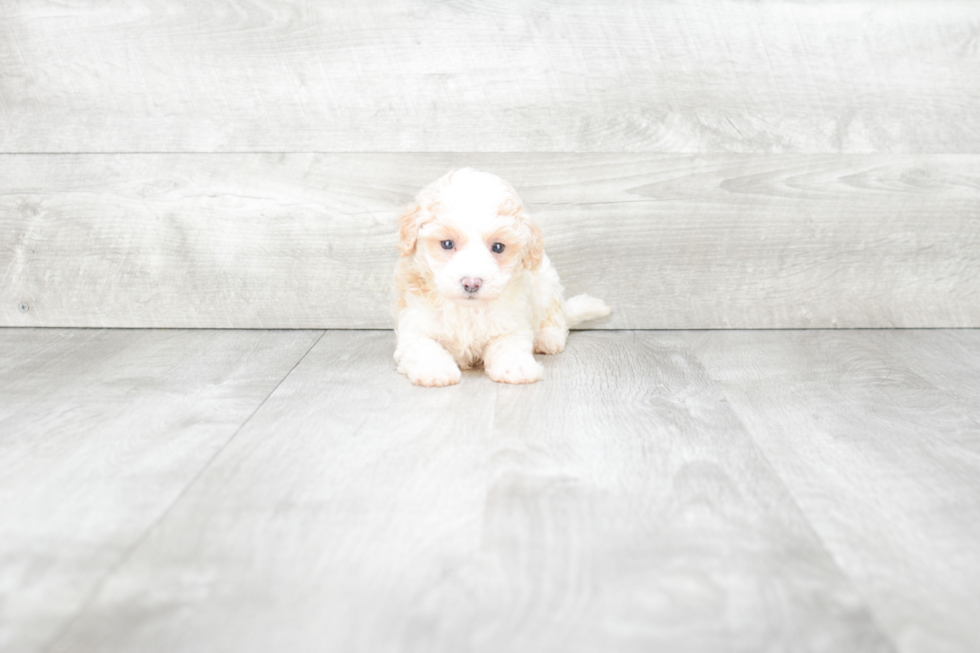 Maltipoo Puppy for Adoption