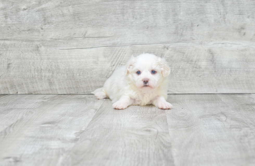 Popular Teddy Bear Designer Pup