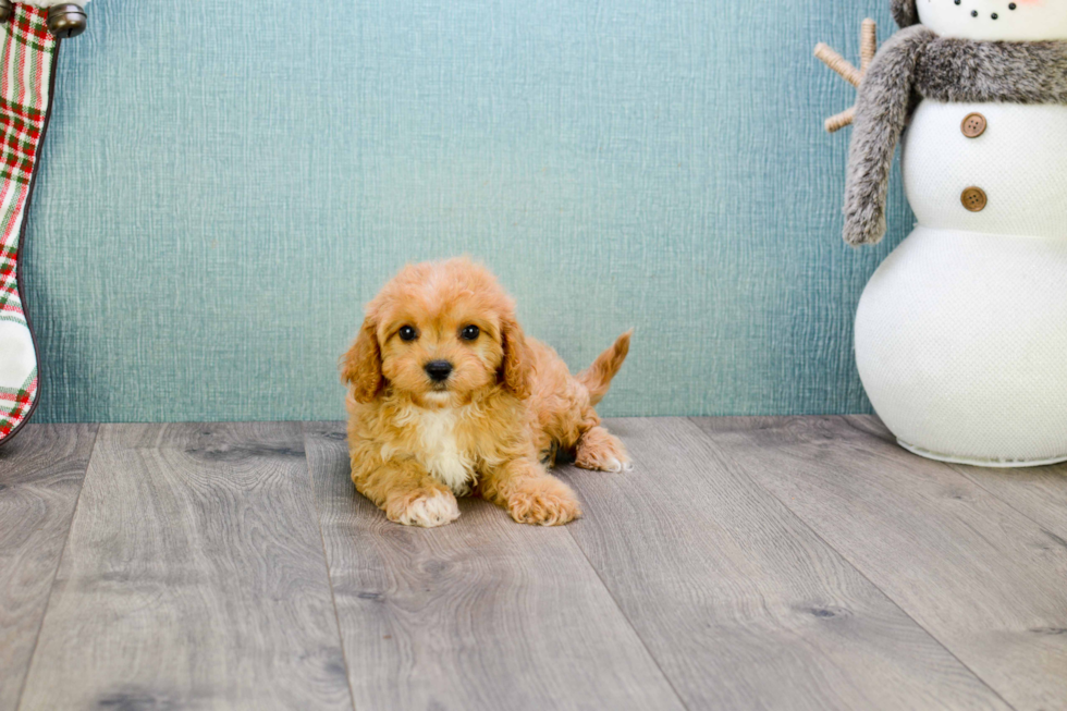 Cavapoo Puppy for Adoption