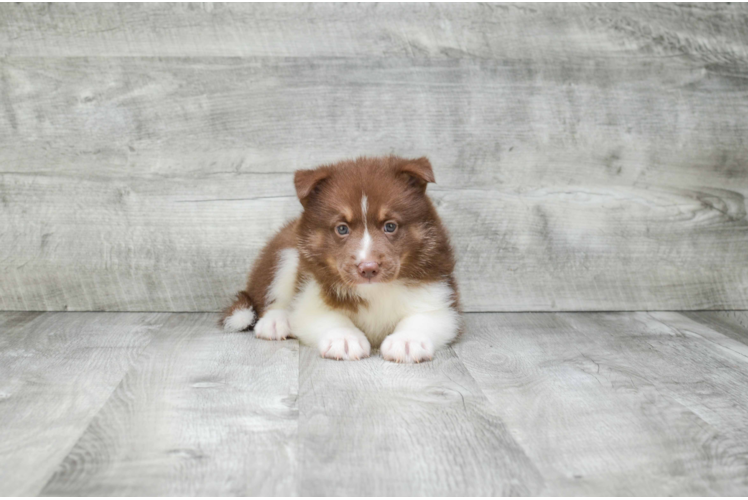 Pomsky Pup Being Cute