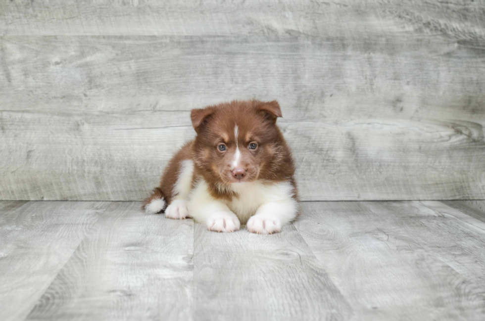 Pomsky Pup Being Cute