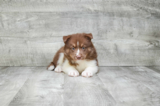 Pomsky Pup Being Cute