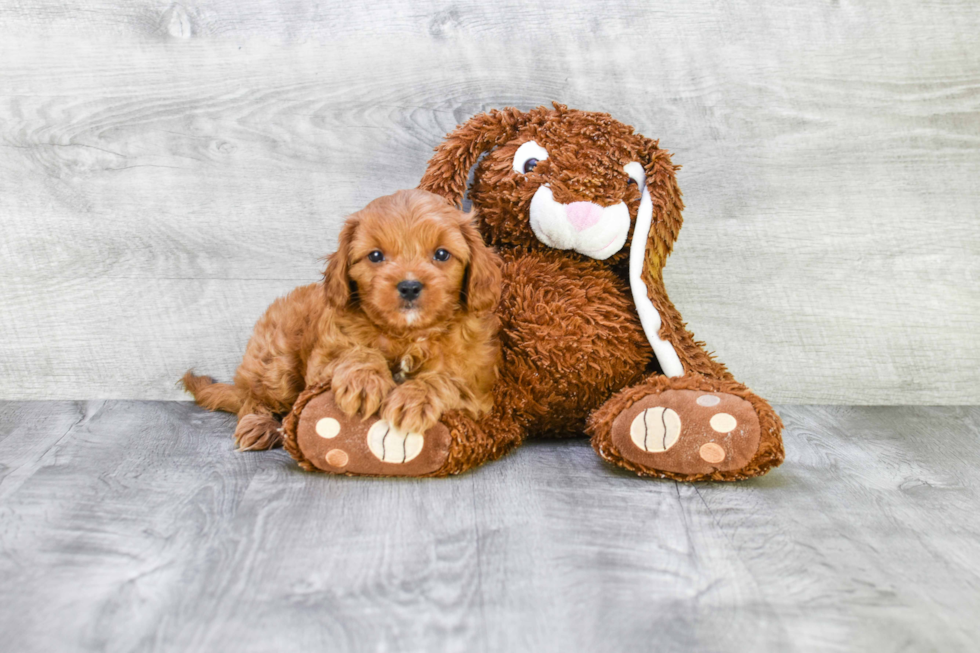 Cavapoo Puppy for Adoption