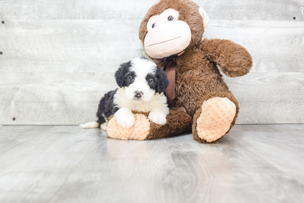 Cute Mini Bernedoodle Baby