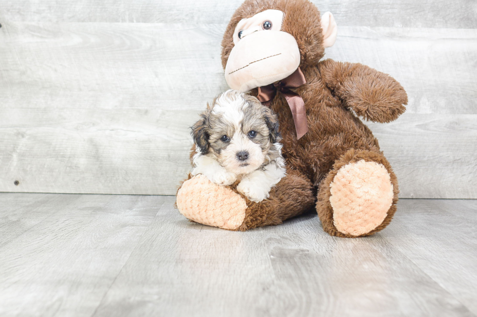 Popular Teddy Bear Designer Pup