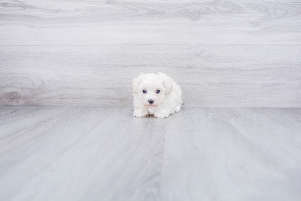 Small Maltipoo Baby