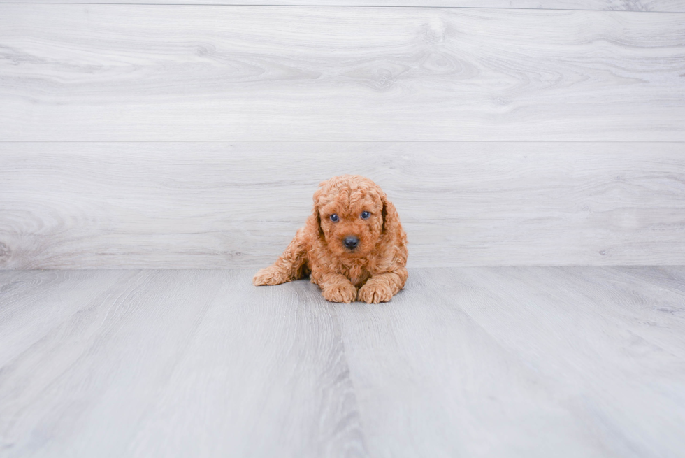 Popular Mini Goldendoodle Poodle Mix Pup