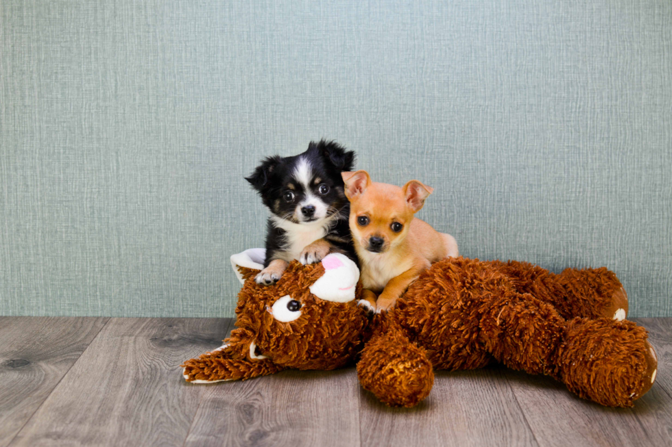 Cute Chihuahua Mix Puppy