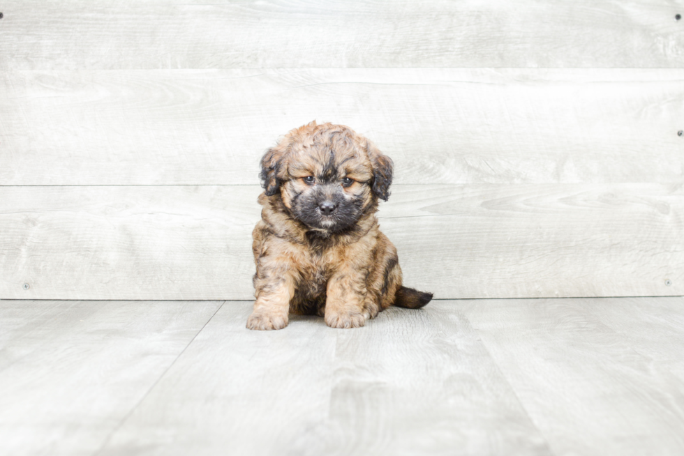 Mini Bernedoodle Puppy for Adoption