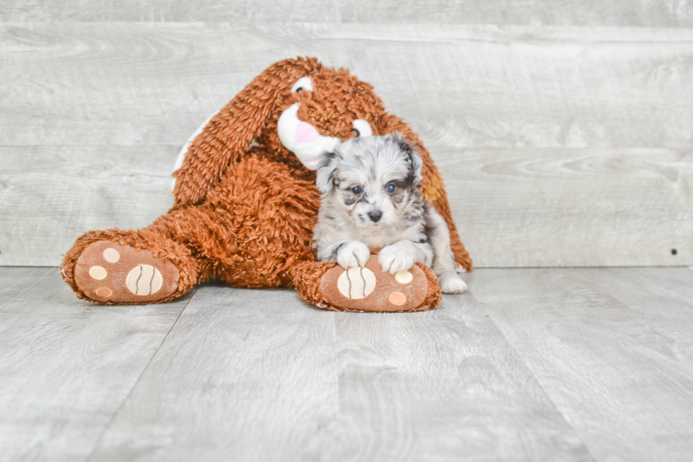 Mini Aussiedoodle Pup Being Cute