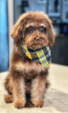 Adorable Labrador Poodle Mix Pup