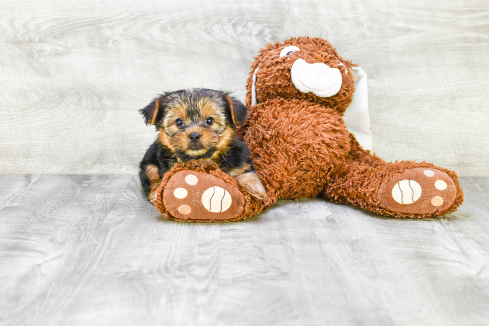 Meet Lisa - our Yorkshire Terrier Puppy Photo 