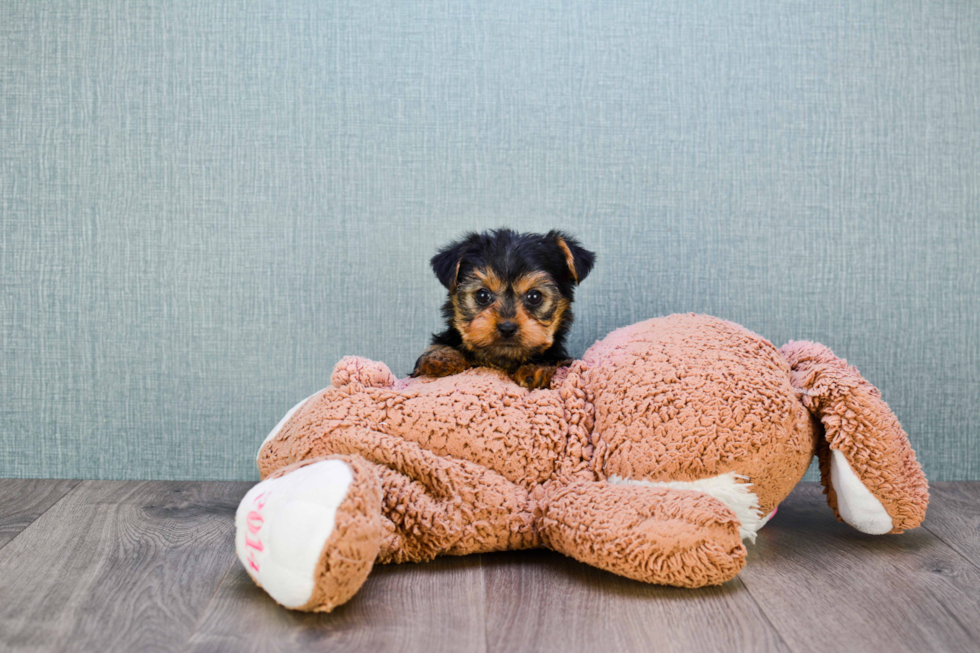 Meet Nugget - our Yorkshire Terrier Puppy Photo 