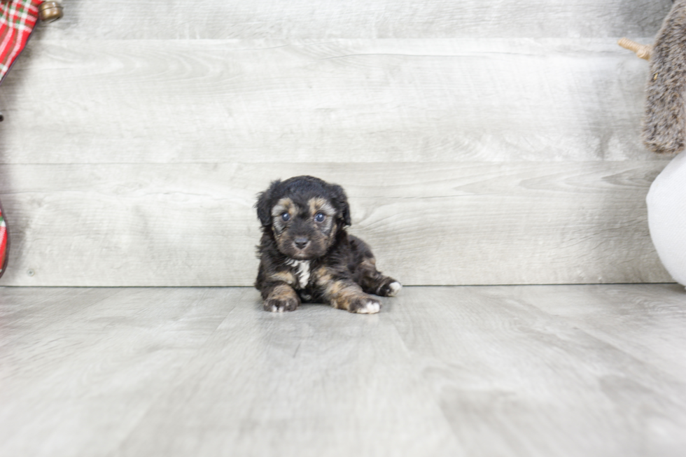 Small Mini Aussiedoodle Baby