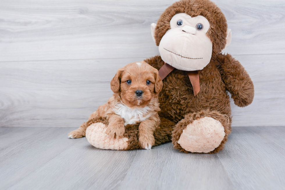 Best Cavapoo Baby