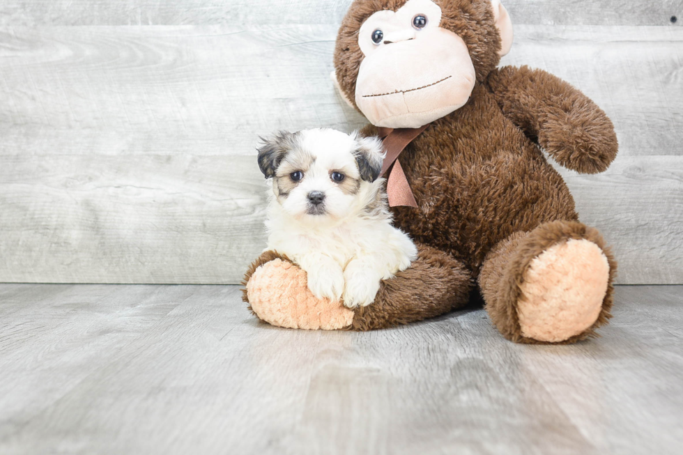 Cute Teddy Bear Baby