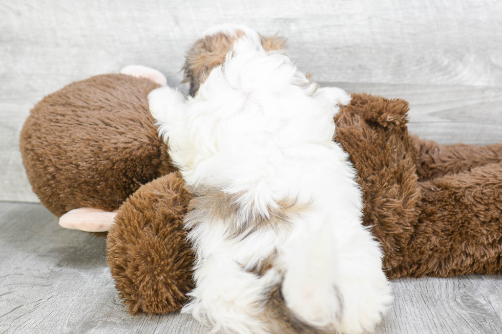 Friendly Teddy Bear Baby