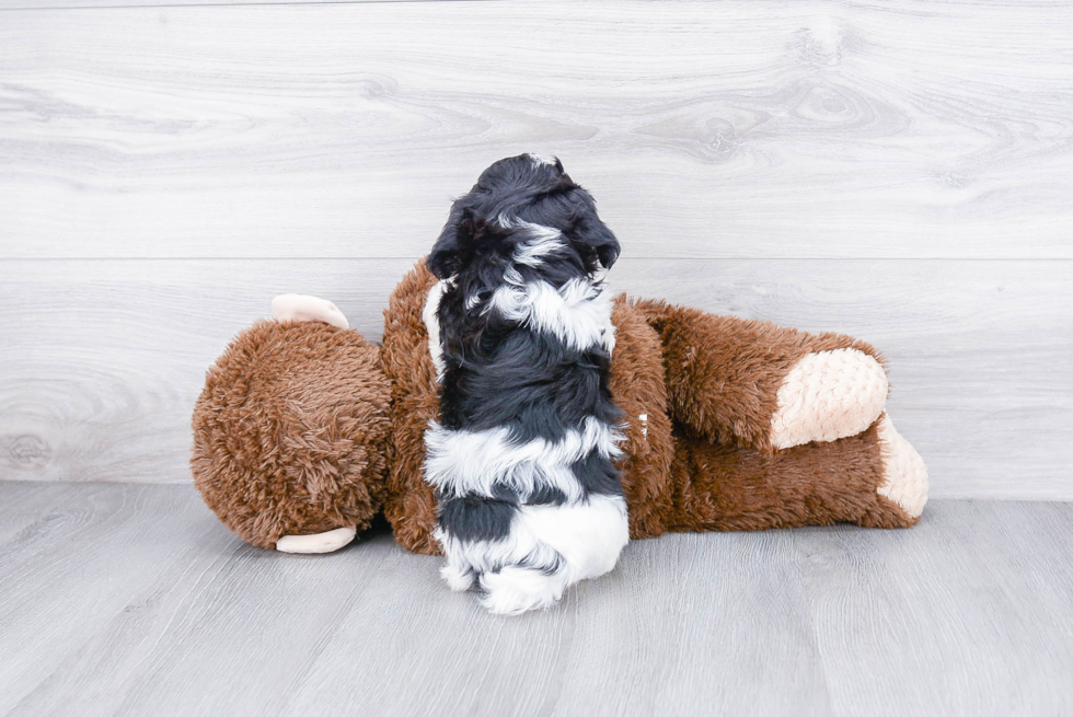 Smart Teddy Bear Designer Pup