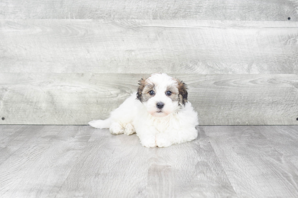 Fluffy Havanese Purebred Puppy