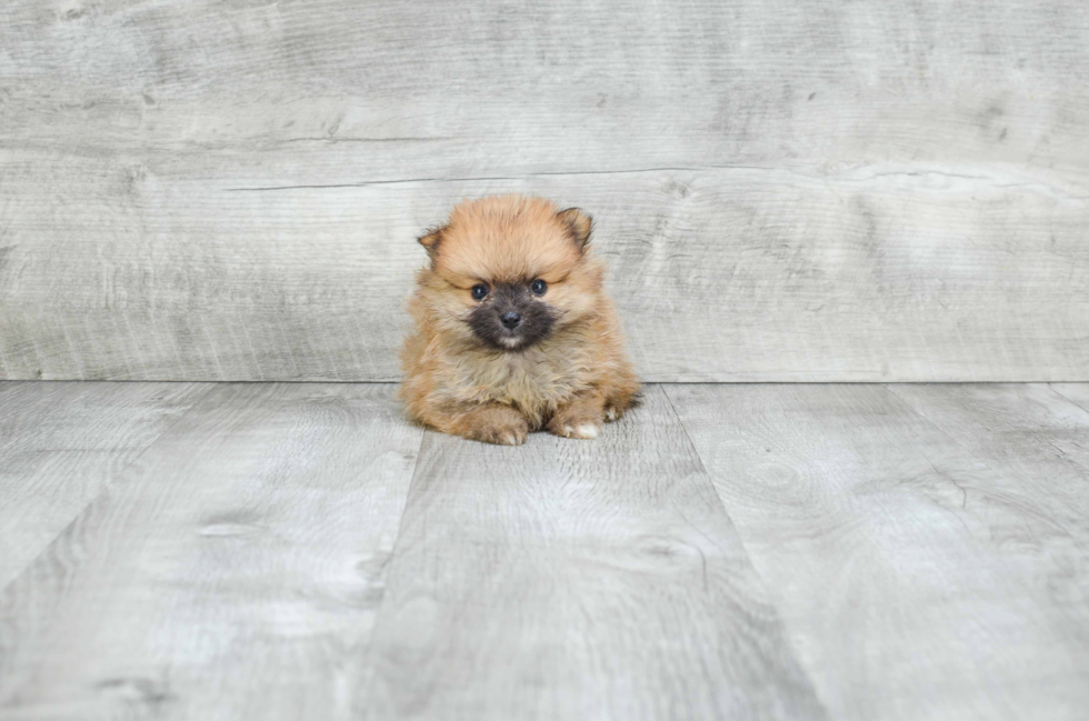 Small Pomeranian Purebred Pup