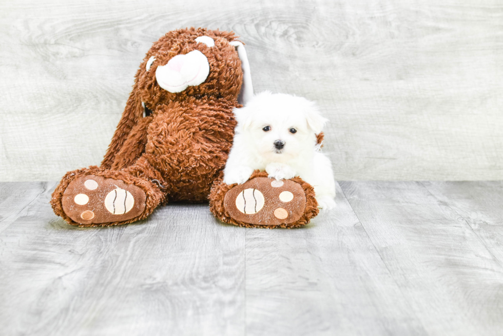 Best Maltese Baby