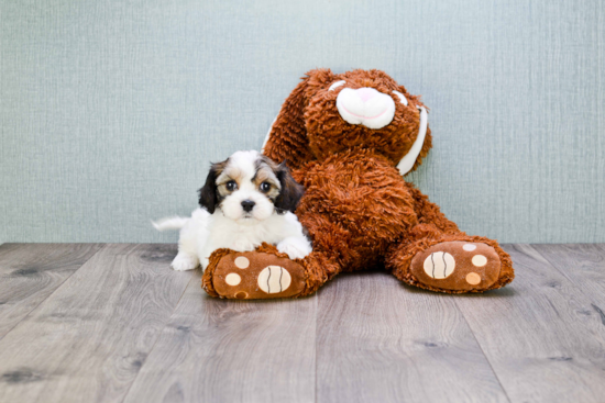 Playful Cavalier Designer Puppy