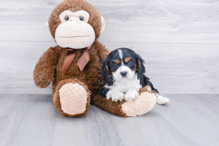 Cavalier King Charles Spaniel Pup Being Cute