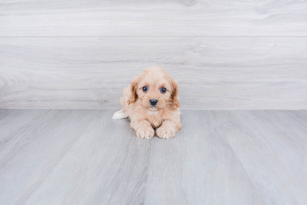 Hypoallergenic Cavoodle Poodle Mix Puppy