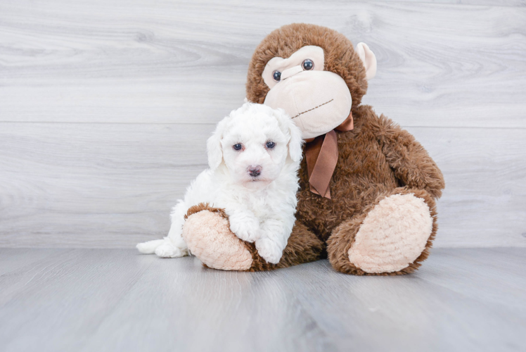 Petite Maltipoo Poodle Mix Pup